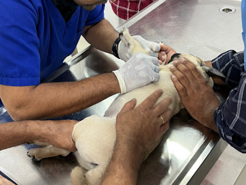 dog hospital near me